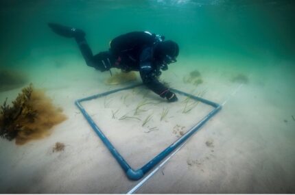 Anpflanzungsmethode im Forschungsprojekt